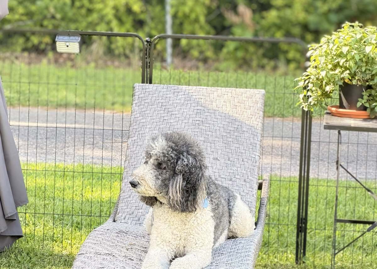 Un chien qui se repose sur une chaise longue