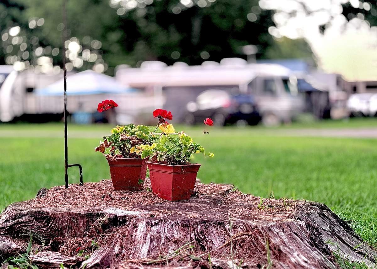 Géraniums rouges en pots sur une souche, avec des VR à l'arrière-plan