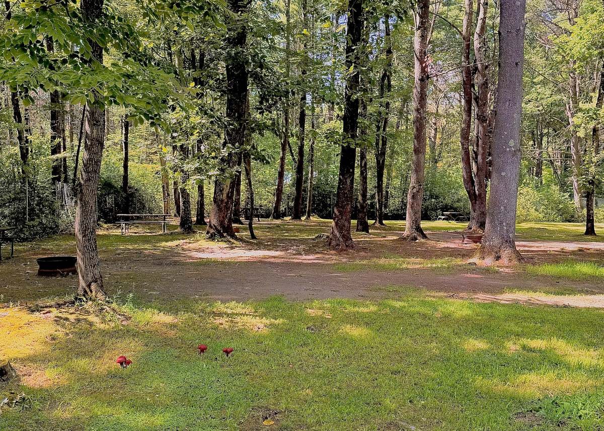 Emplacements de tente boisés avec foyers et tables de pique-nique
